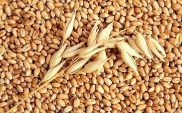 Bài thuốc trị bệnh từ hạt lúa mì